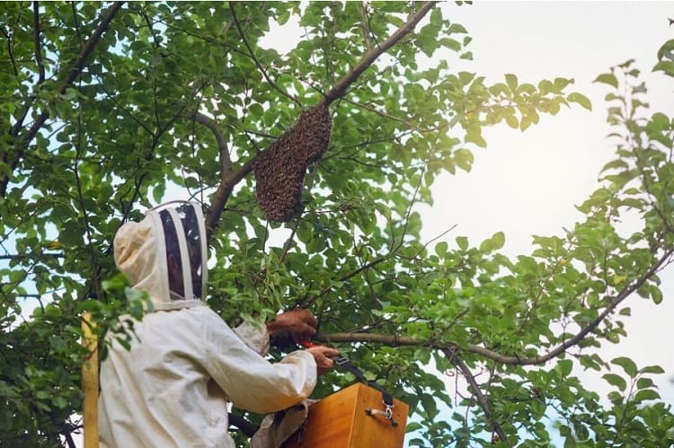 abejas pesticidas 