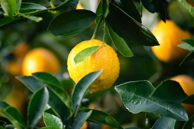 beneficios-miel-con-limon