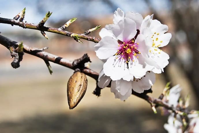 caracteristicas-miel-de-almendro