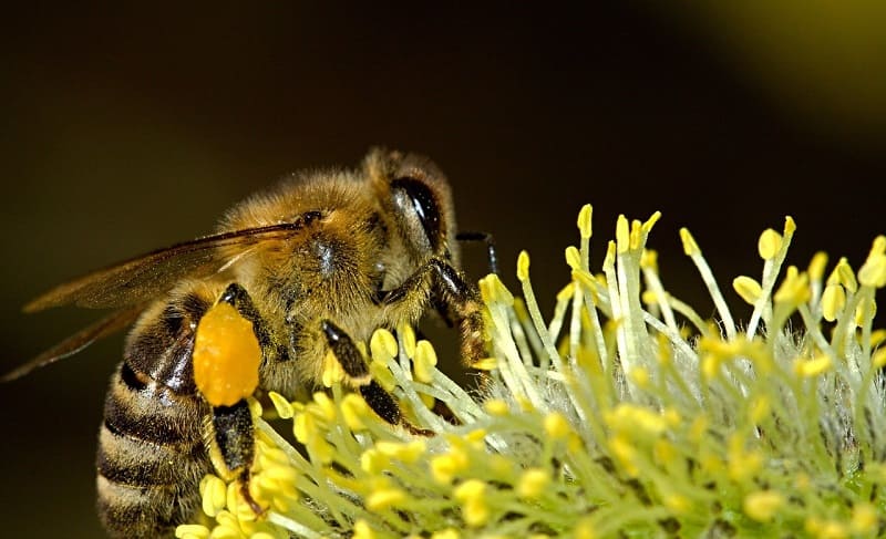 ciclo vida abeja reina 
