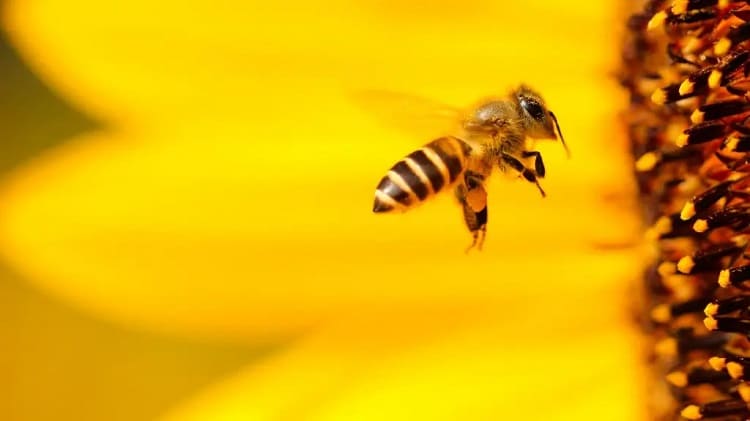 clases de pesticidas abejas 