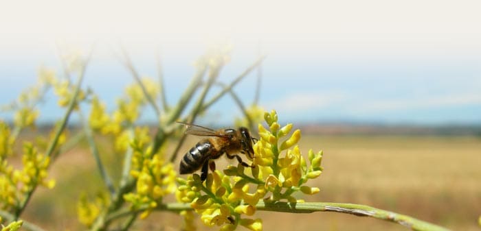 Cómo se debe combatir a la varroa en abejas