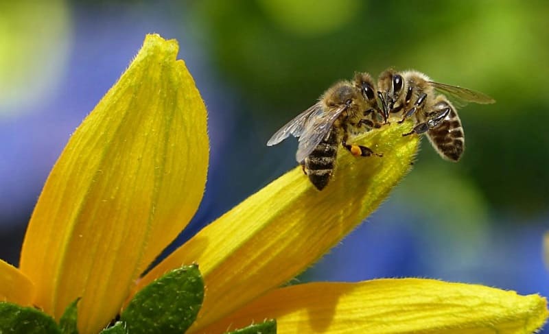 cuando es dia mundial abejas