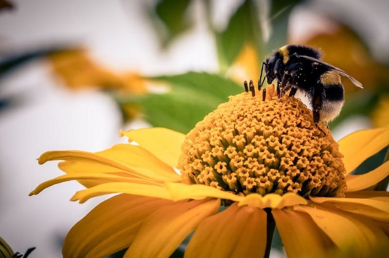cuanto-miden-las-abejas
