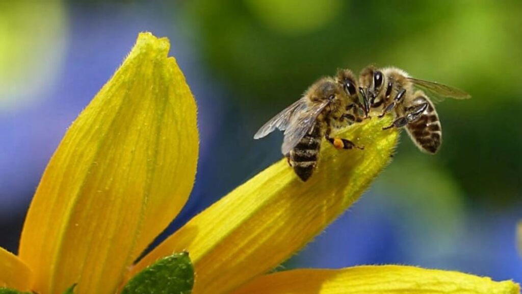 Dos abejas juntas