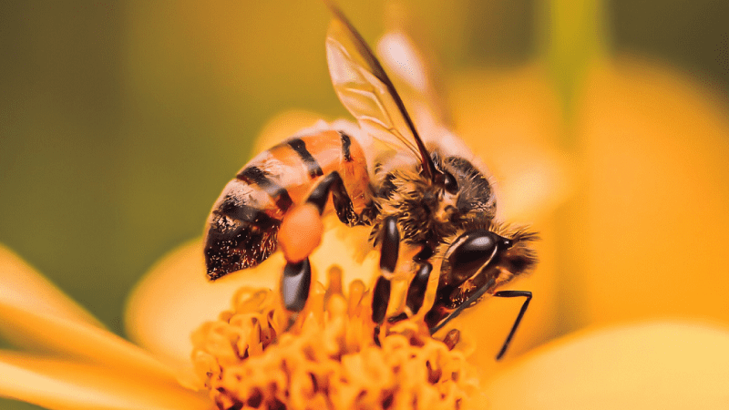 distancia pecoreo abejas 