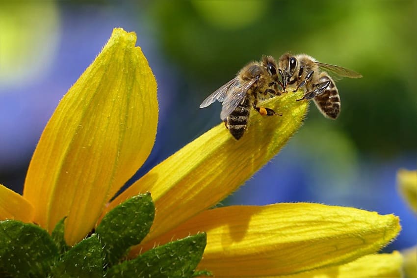 la importancia de las abejas
