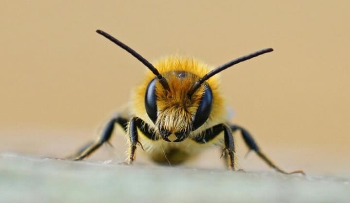 abeja de frente