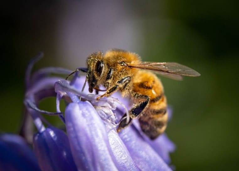 Abeja haciendo polinización