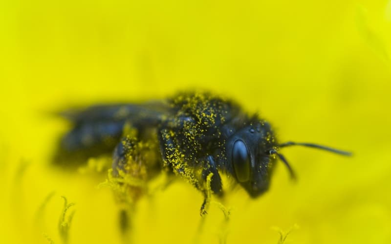que hacen las abejas 