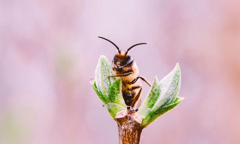 que peligro tienen las abejas