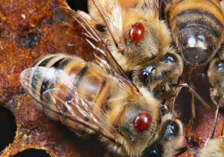 varroasis