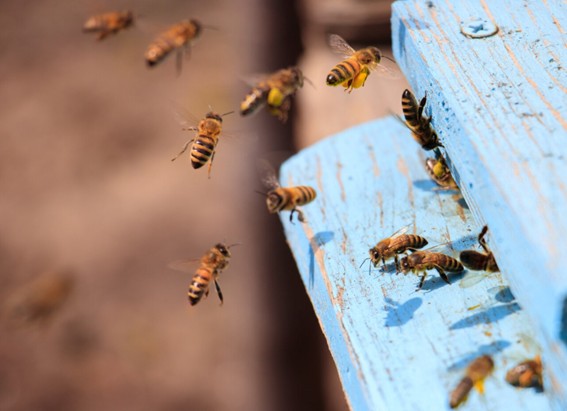 Qué ocurre cada mes con las abejas