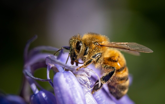 Abejas en Enero y febrero, reposo, frío y resistencia