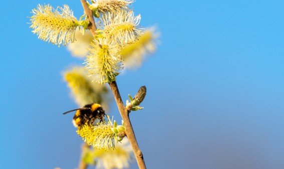 Las abejas en verano