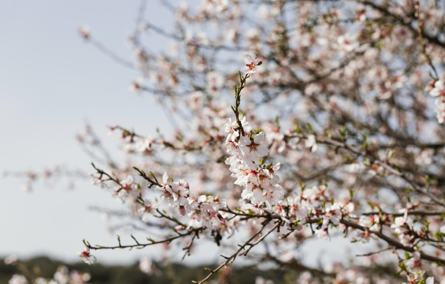 Origen de la miel de almendro