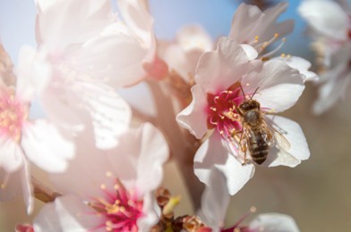 Perfil sensorial de la miel de almendro
